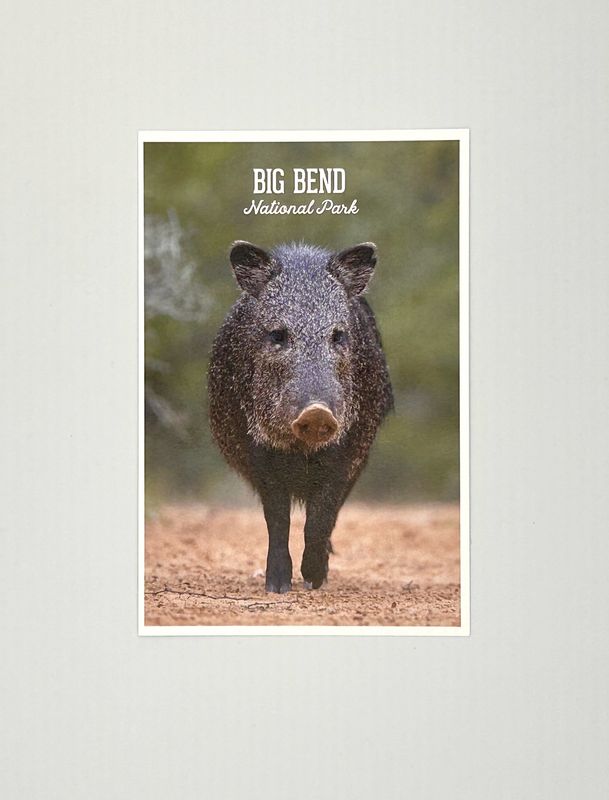 Photo Postcard Javelina