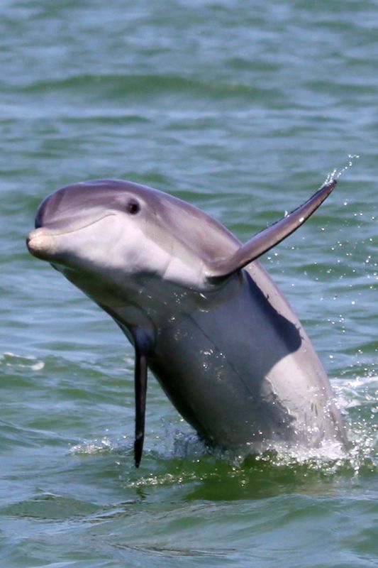 Good Natured Statistics Client Payment