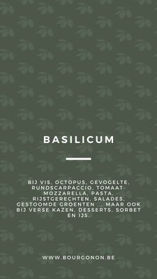Basilicum