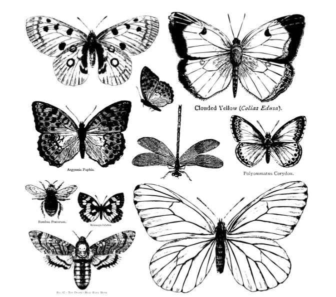 Butterflies Decor Stamp by Iron Orchid Design, IOD Butterflies Decor Stamp by Iron Orchid Design, IOD