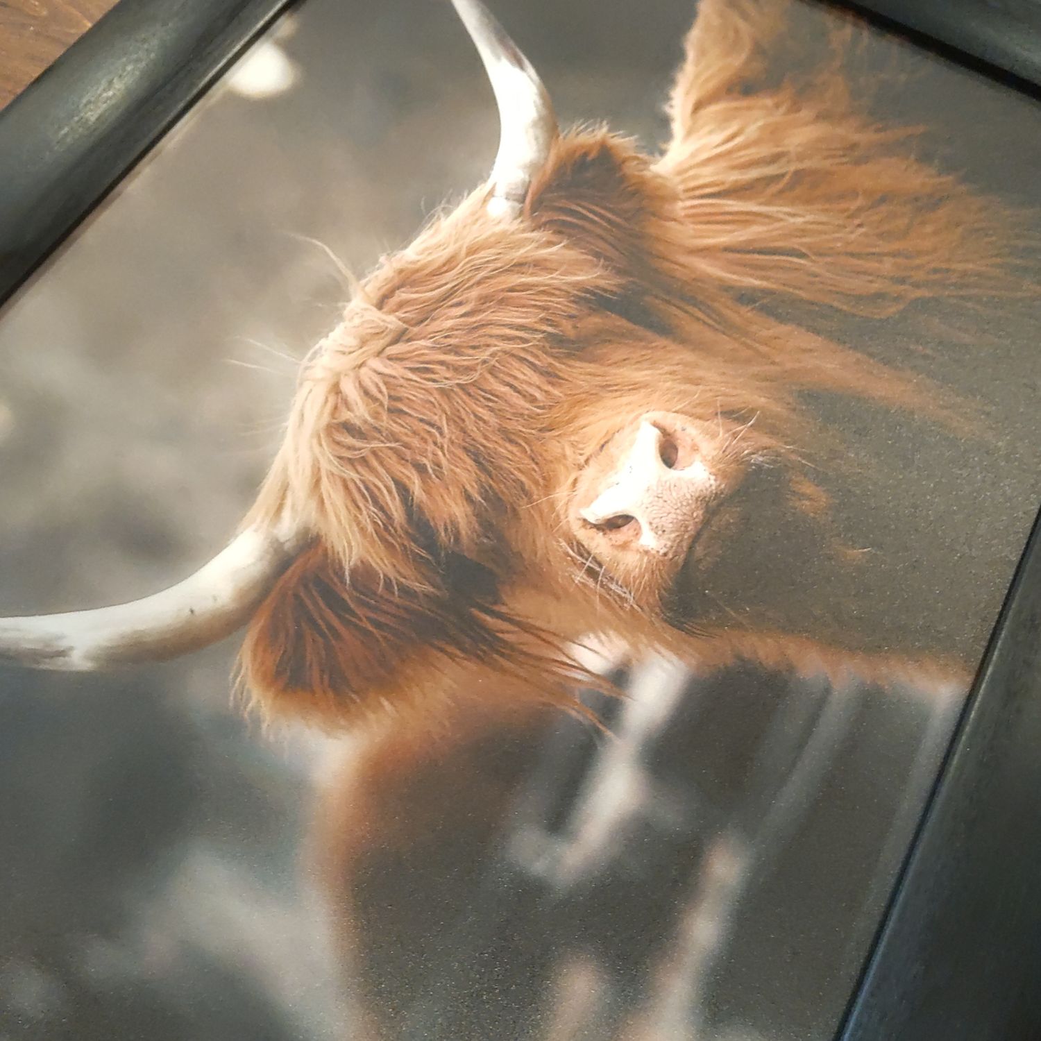 Highland Cow Picture