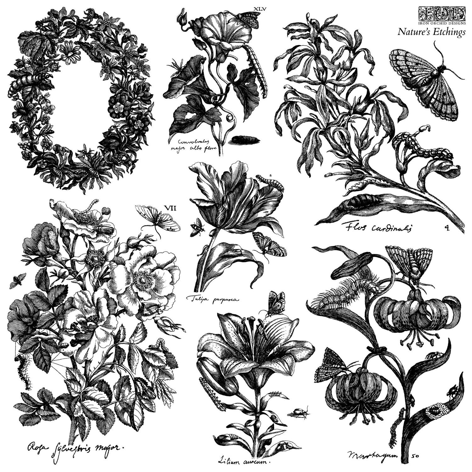 "Natures Etchings"