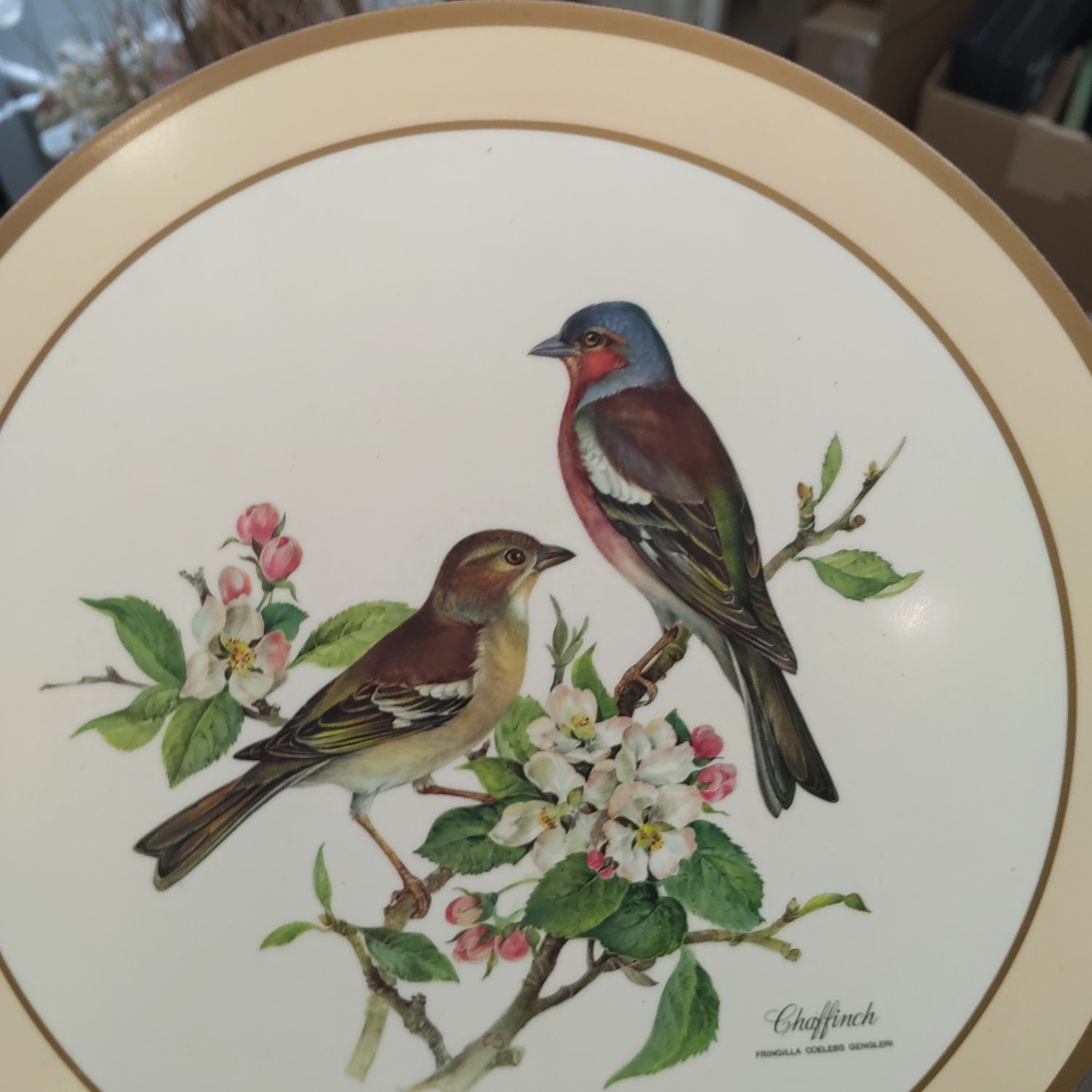 Bird Circular Picture