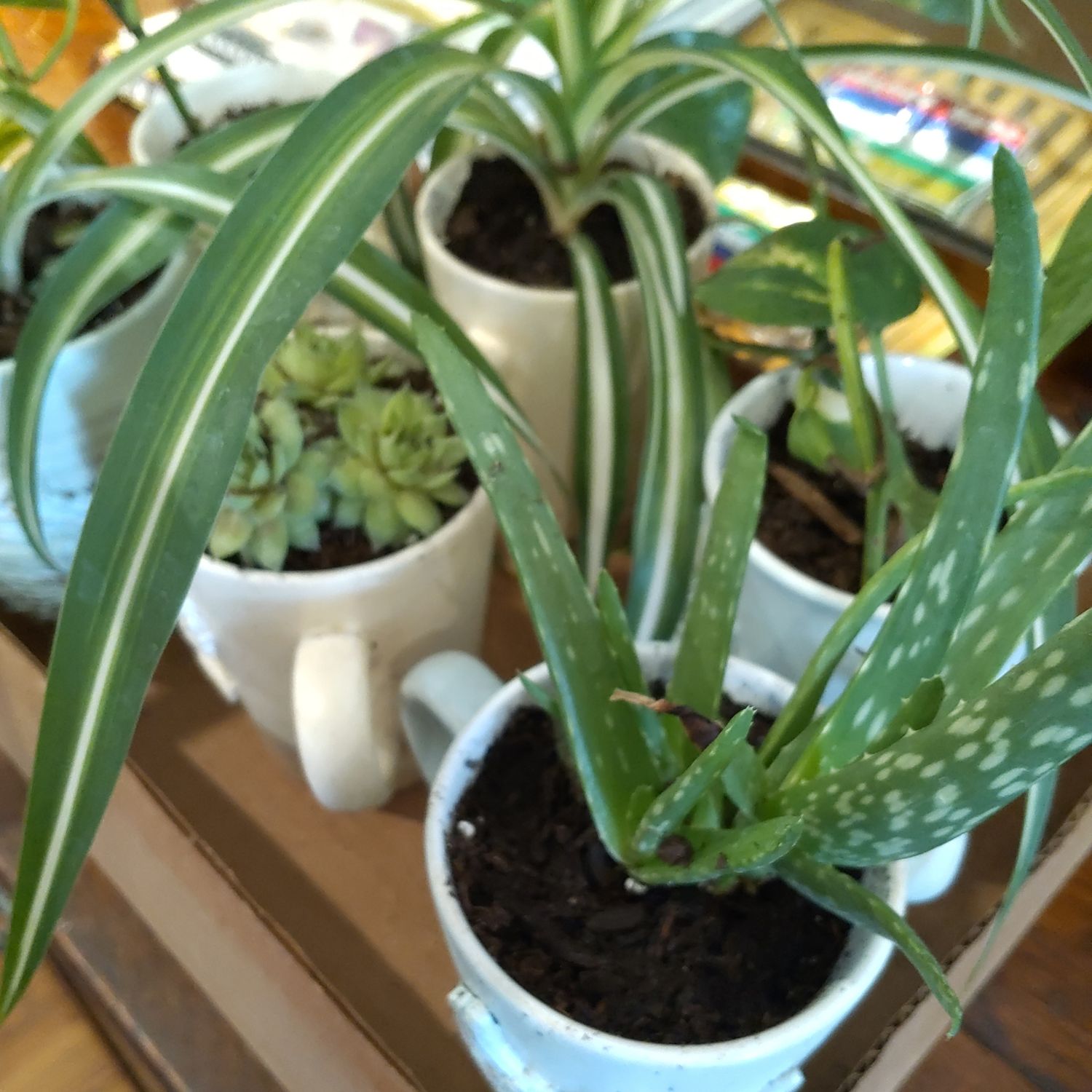 Mug Succulents 