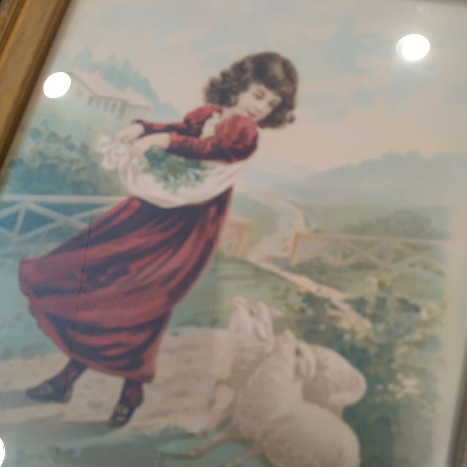 Girl And Sheep