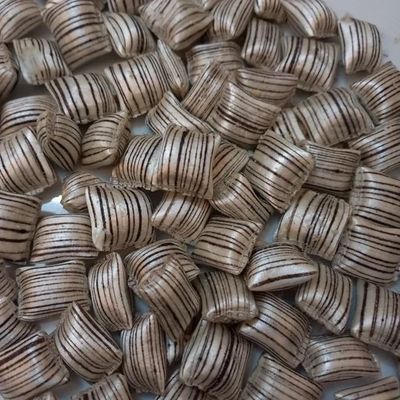 Petunias atlasi - شکلات اطلسی