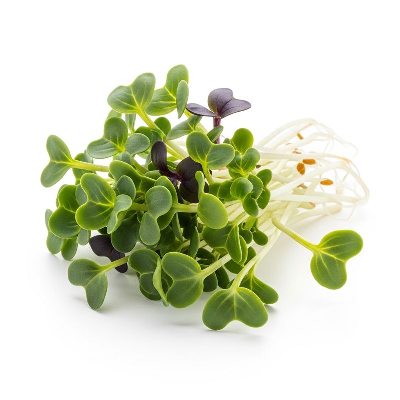 Broccoli- Waltham 29 2oz Broccoli- Waltham 29 2oz