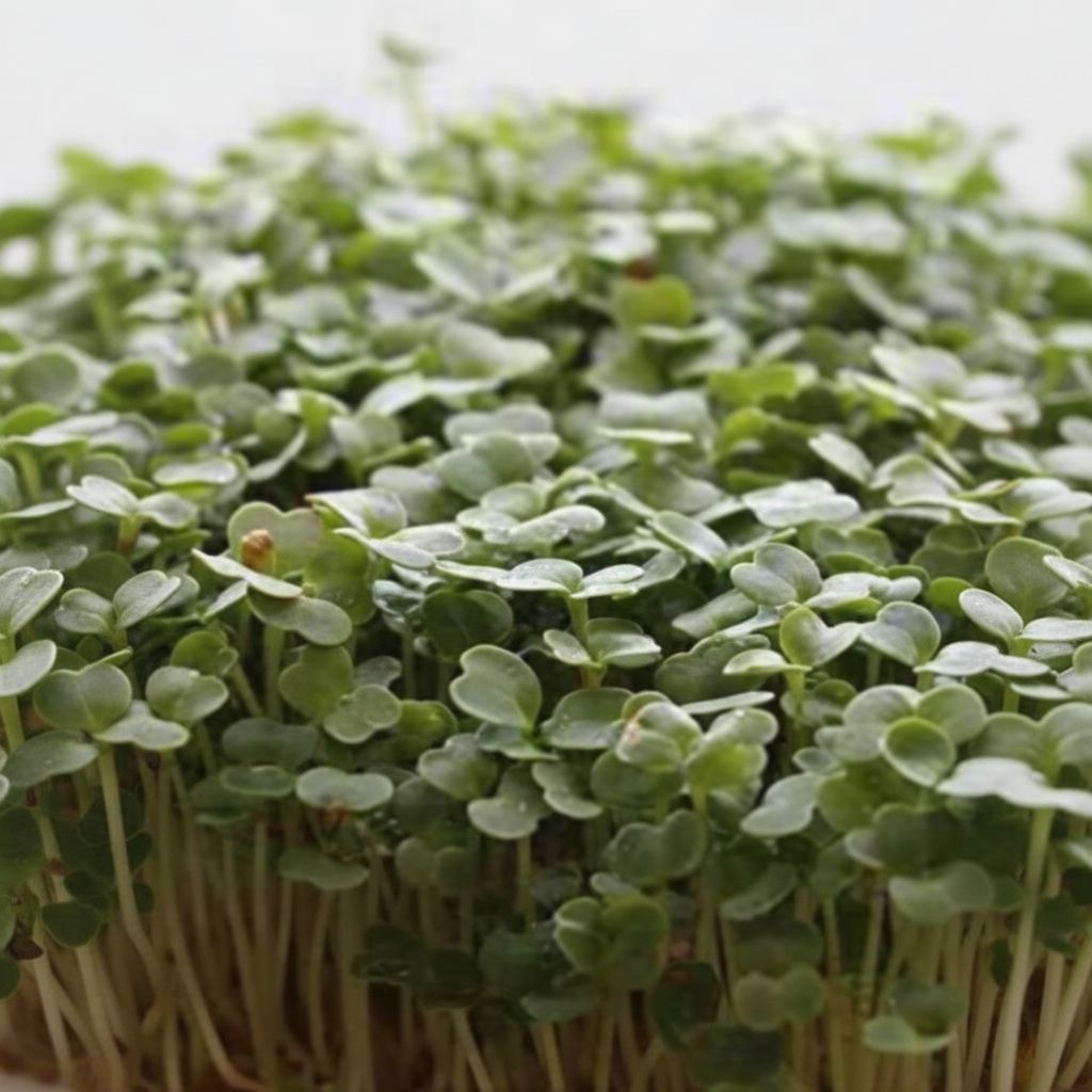 Arugula - Slow Bolt 1lb