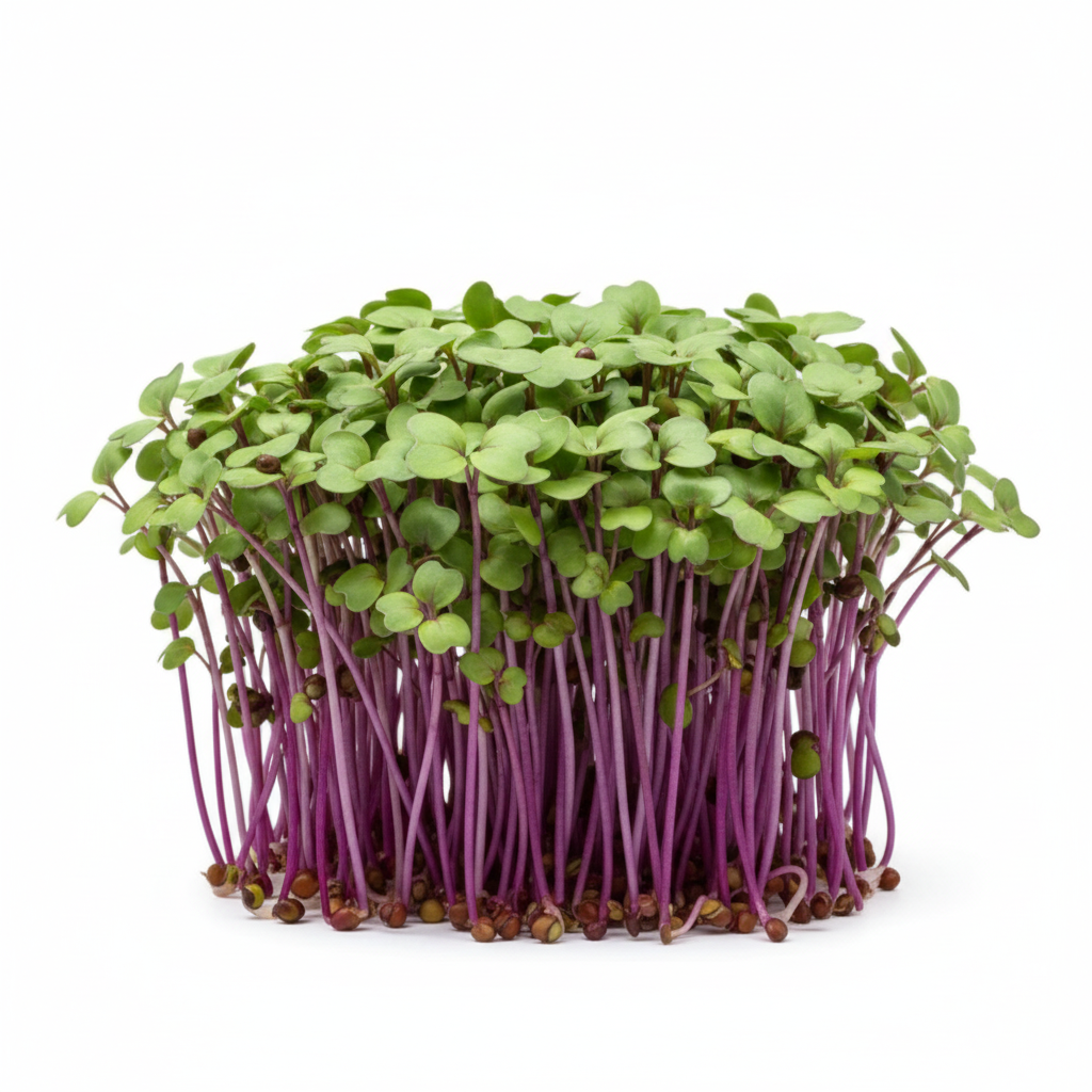 Kohlrabi- Purple Vienna 2oz