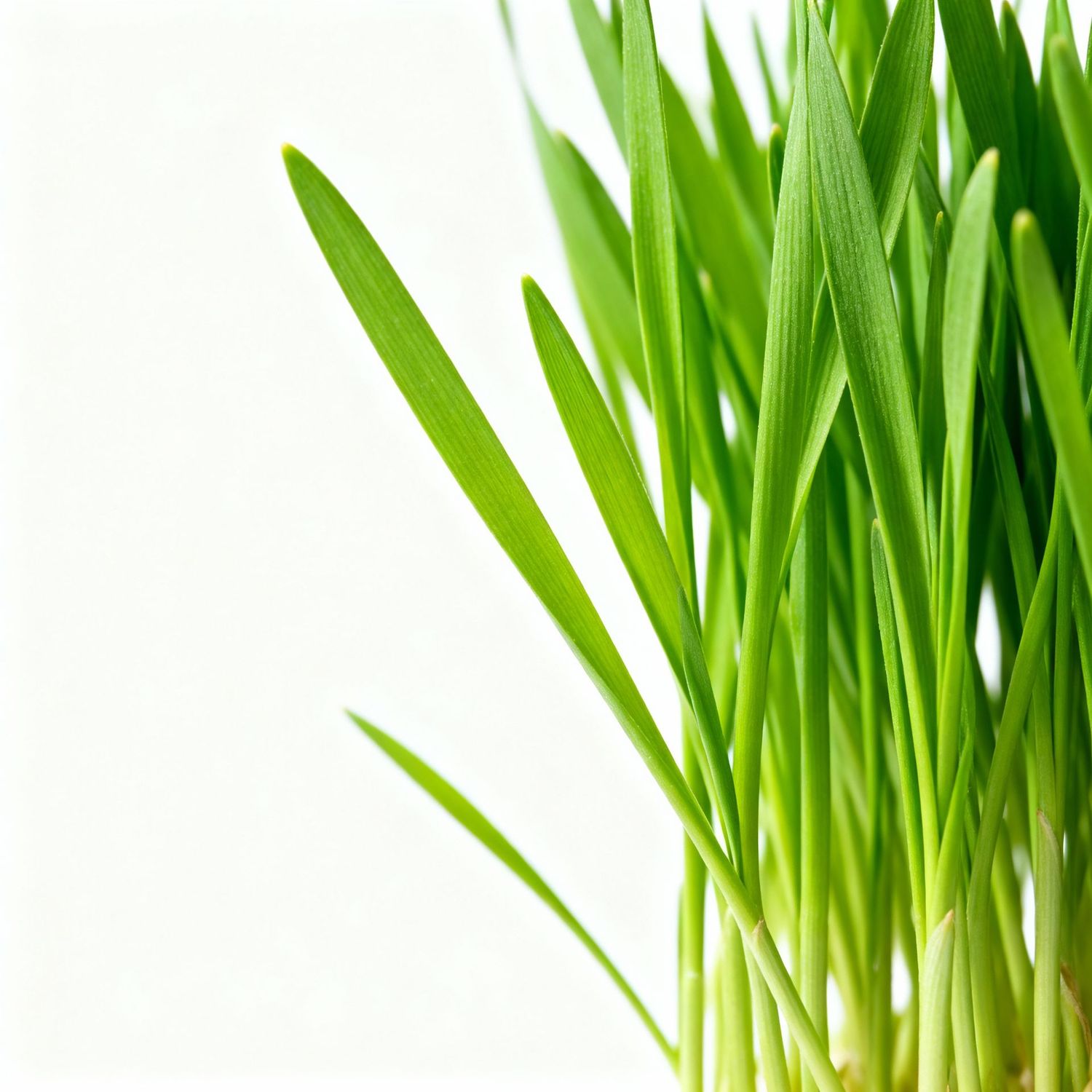 Wheatgrass 8 oz
