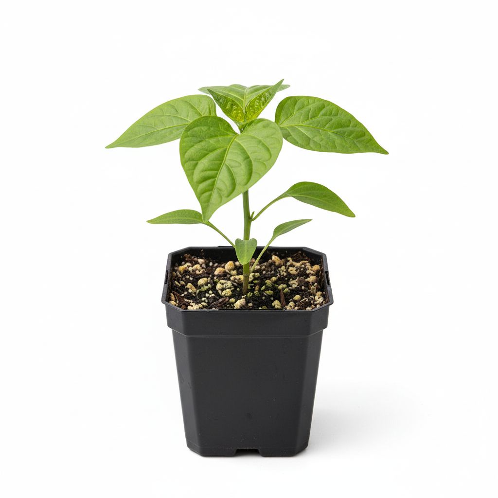 7 Pot Bubblegum Reaper- 850K-1M- SKU