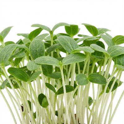 Microgreens