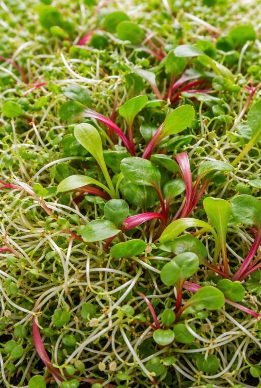 ChardFalfa- 2 oz ChardFalfa- 2 oz