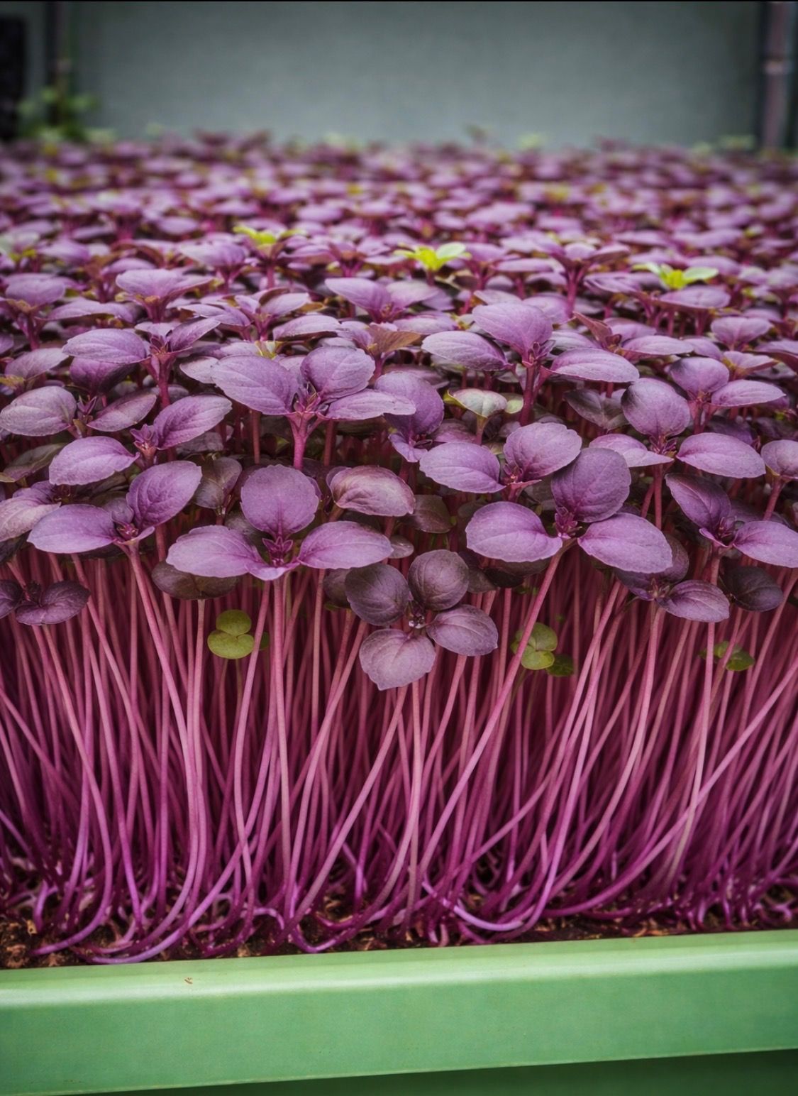 Basil- Red Rubin - 4oz