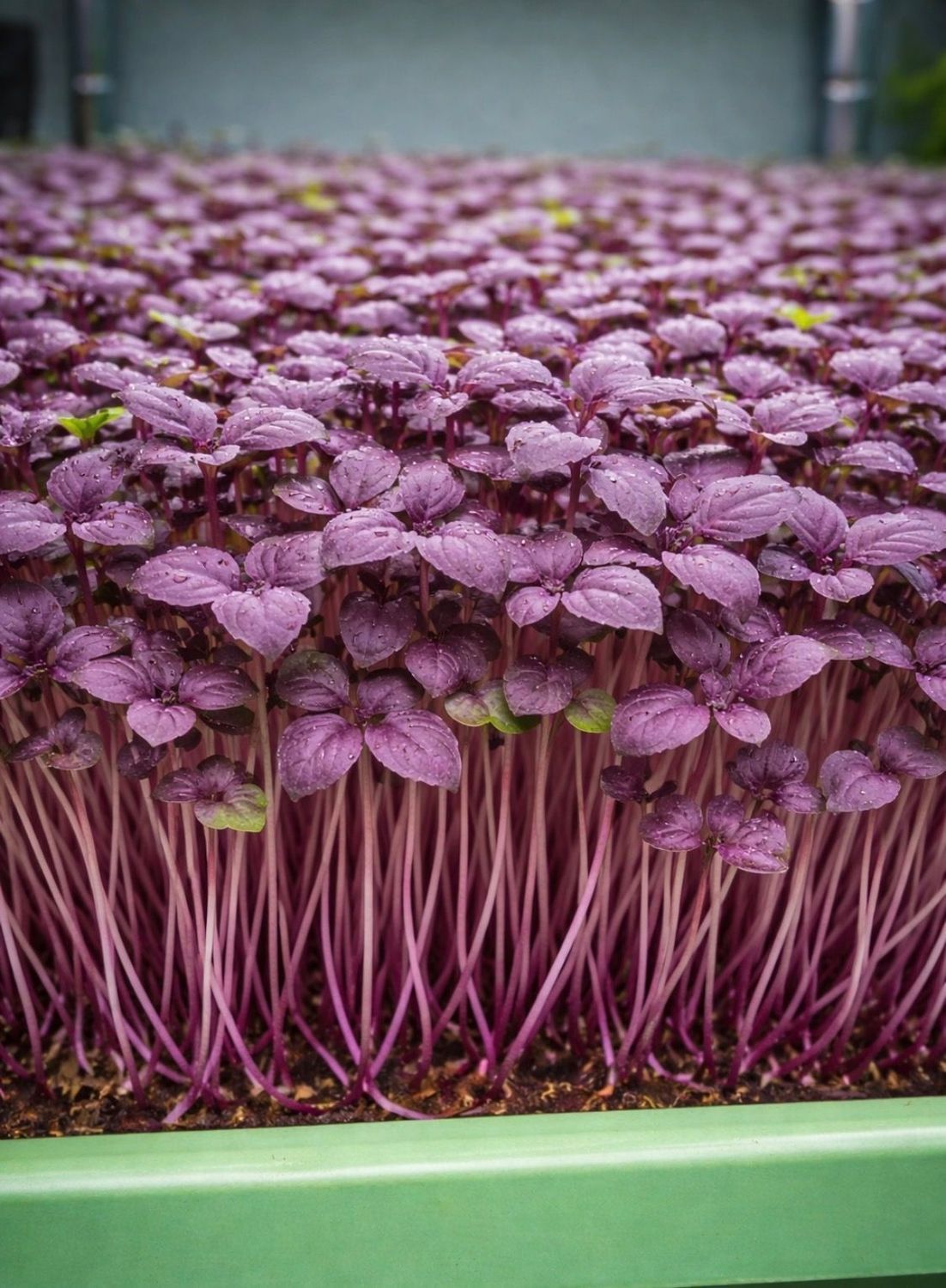 Basil- Red Rubin - 8oz