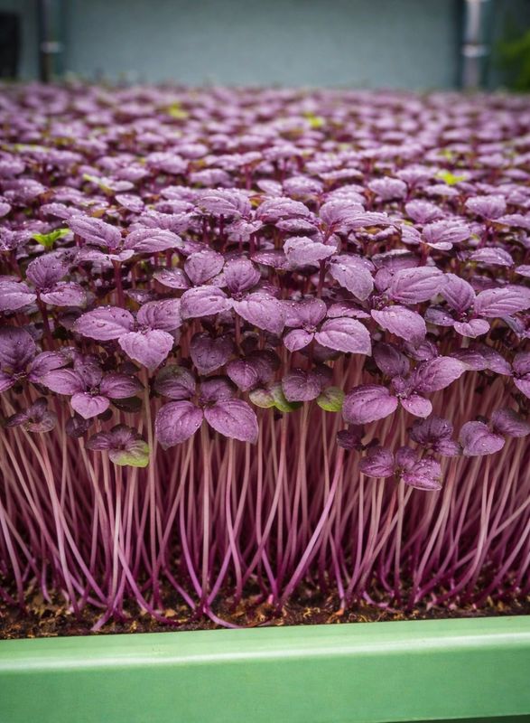 Basil- Red Rubin - 8oz Basil- Red Rubin - 8oz