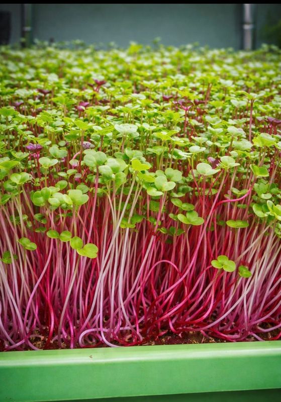 BroccoBeet- 1lb BroccoBeet- 1lb