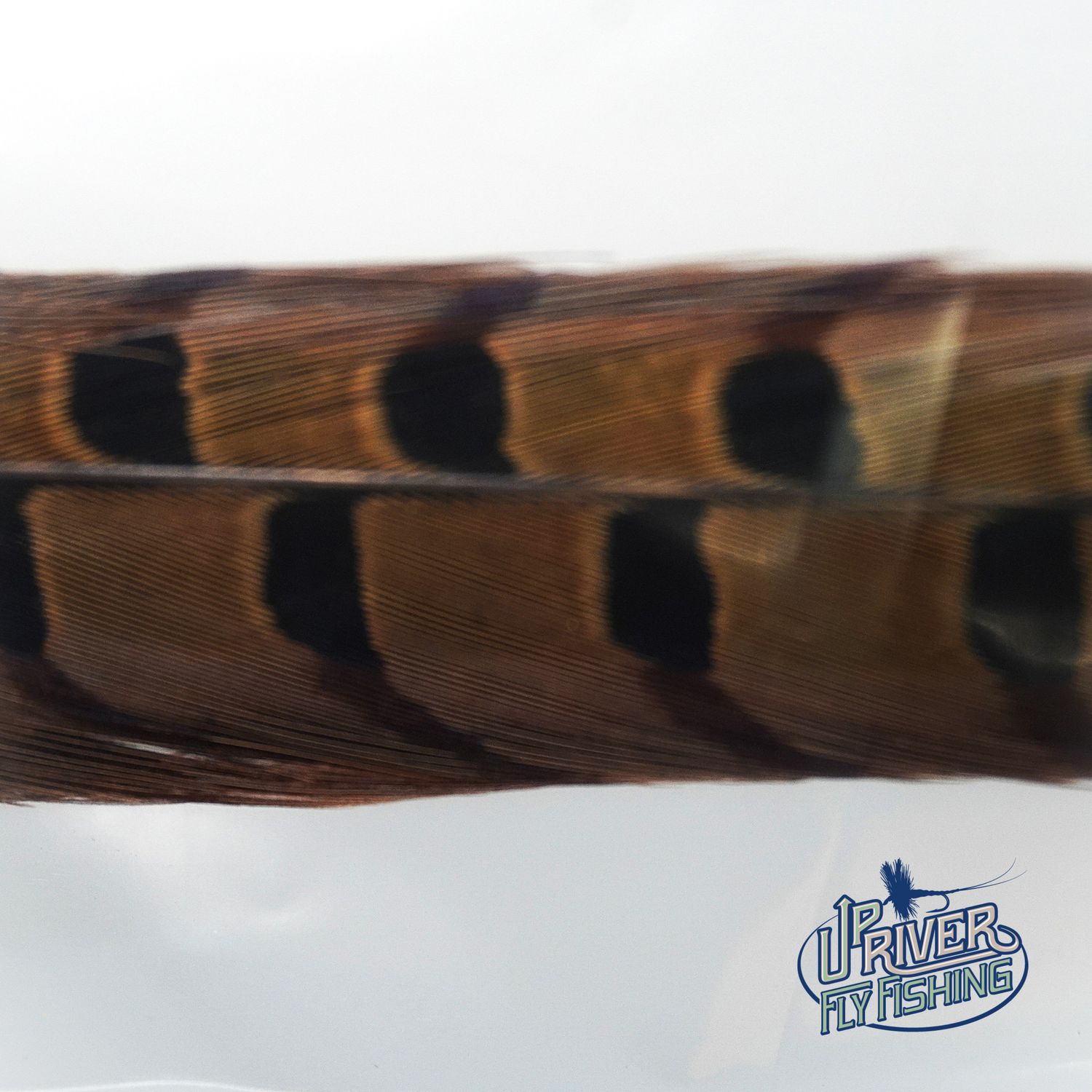 Waspi - Ringneck Pheasant Tail Feathers