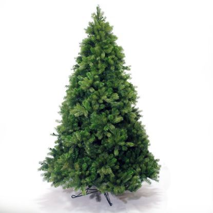 Fraser Fir Tree - Full