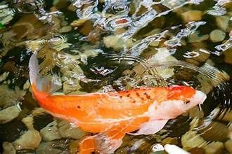 3-4 3-4" POND FISH