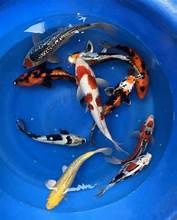 6-8" KOI FISH