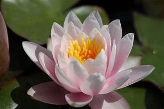 HARDY WATER LILY
