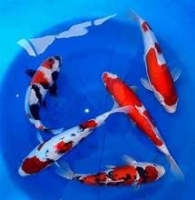 3-5" KOI FISH