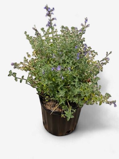PERENNIAL 2 GALLON