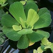 WATER HYACINTH/LETTUCE WATER HYACINTH/LETTUCE