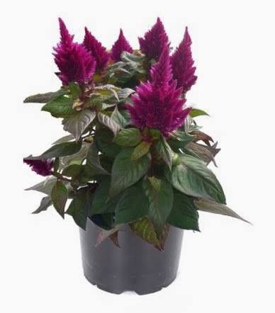CELOSIA