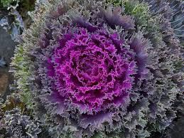 9" KALE/CABBAGE