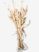 CORNSTALKS