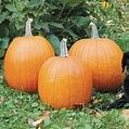HOWDEN PUMPKINS ALL SIZES