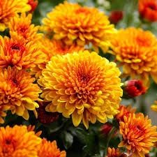 9" HARDY MUM