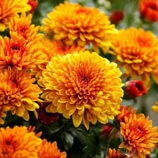 9" HARDY MUM