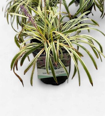 PERENNIAL 1 GALLON