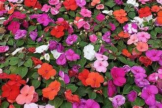 IMPATIENS FLATS IMPATIENS FLATS