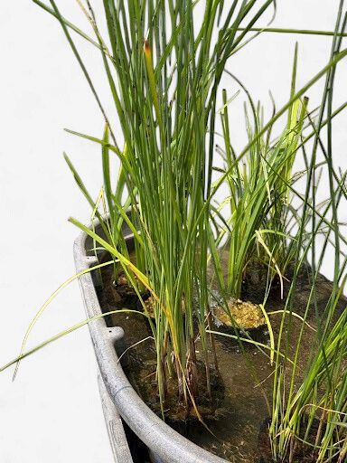 POND PLANT 3.5'