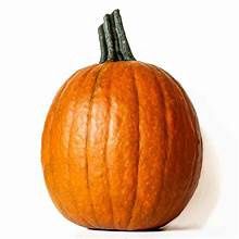 SUGAR PUMPKIN