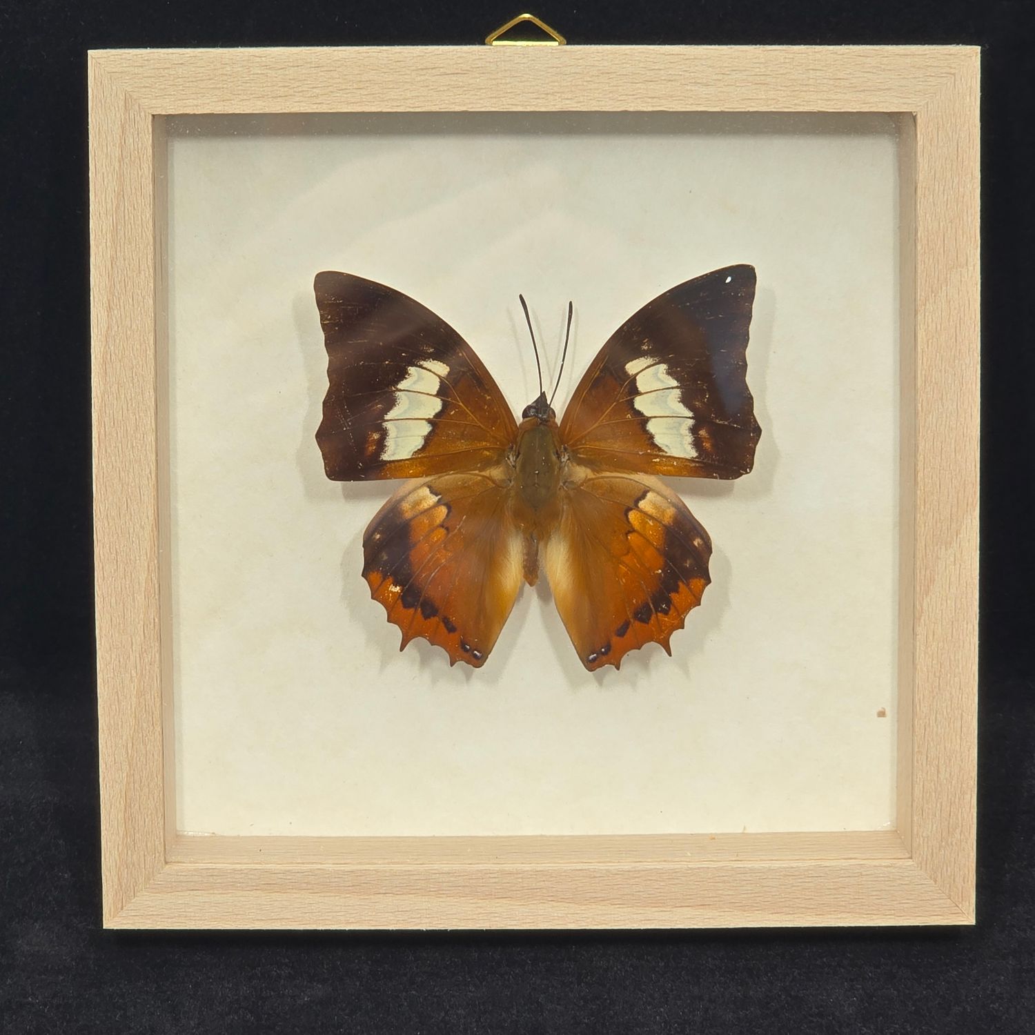 Motyl w gablotce Charaxes Bernardus Hierax