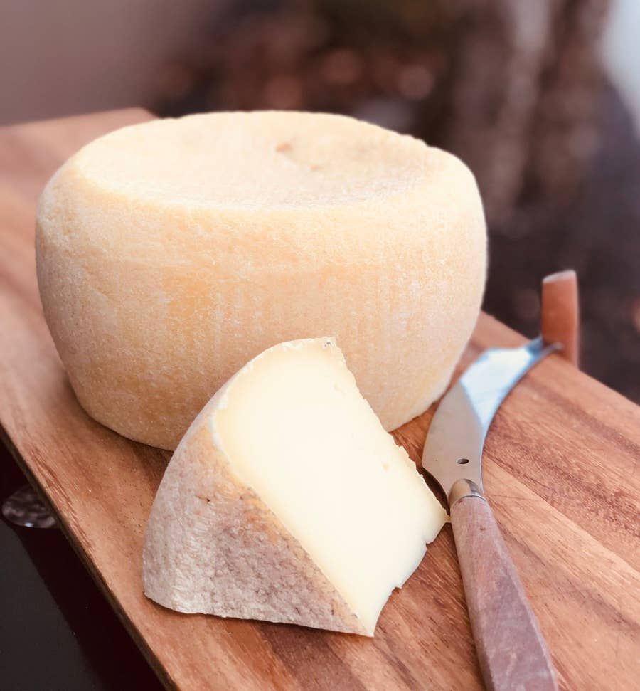 Tulip Tree Dutch Tulip: 5 oz. Wedge