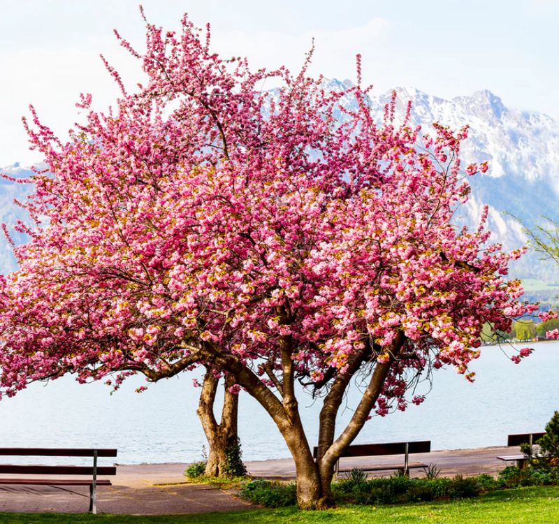 Wiśnia japońska KANZAN