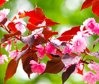 Wiśnia japońska ROYAL BURGUNDY sadzonka w DONICZCE