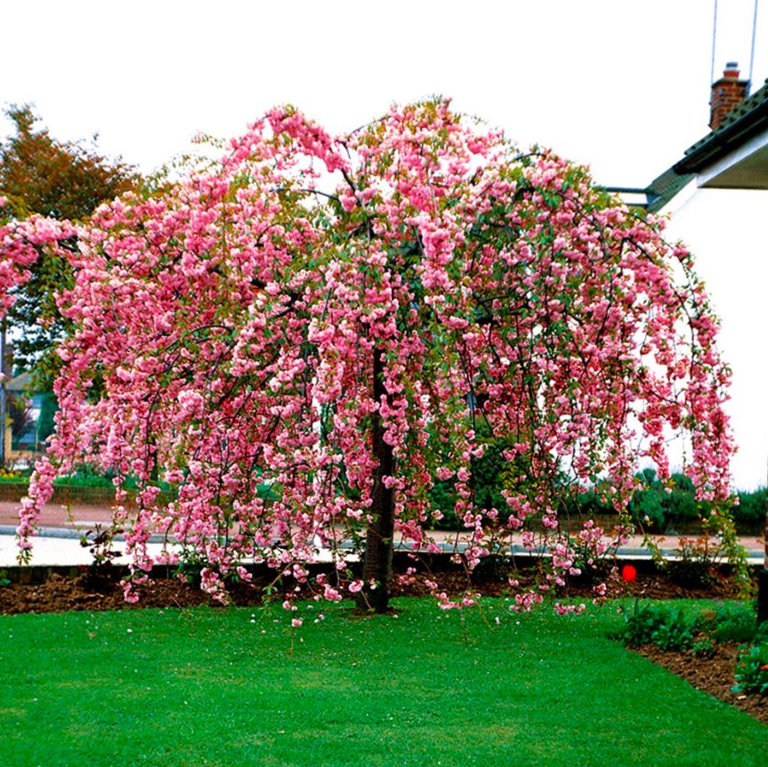 Wiśnia japońska KIKU SHIDARE 160-180cm PIĘKNA