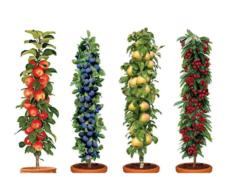 Zestaw drzewek JABŁOŃ CZEREŚNIA BRZOSKWINIA ŚLIWA