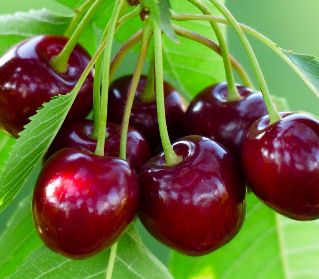 Czereśnia UKRAIŃSKA / GIGANTYCZNE OWOCE słodka i smaczna