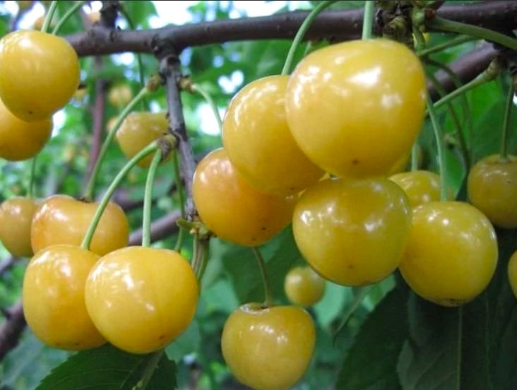 Czereśnia 'BIAŁA MARIA' słodkie i soczyste owoce