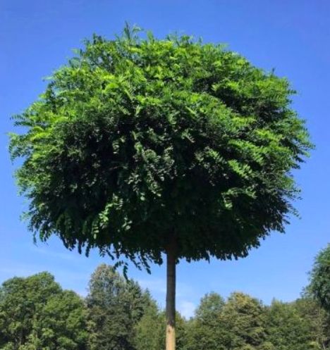 Robinia akacjowa 'UMBRACULIFERA' kulista
