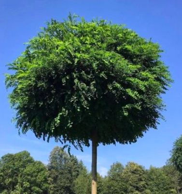 Robinia akacjowa 'UMBRACULIFERA' kulista