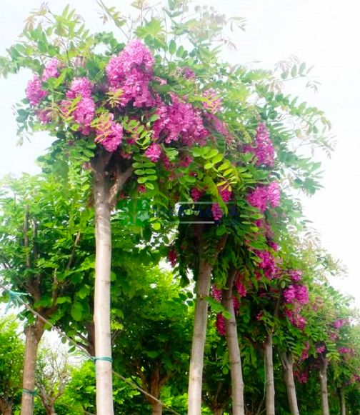 AKACJA ROBINIA SZCZECINIASTA ‘HISPIDA’